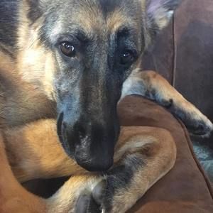 Meet your Posher, Molly